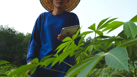 Asian Female farmer using tablet computer Stock Footage 106043392