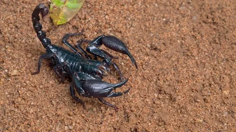 Asian Forest Scorpion Displaying Defensive Posture on Sandy Ground Vídeos de archivo 336650422