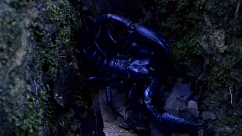 Asian forest scorpion walking through steep hill Stock Footage 141249460