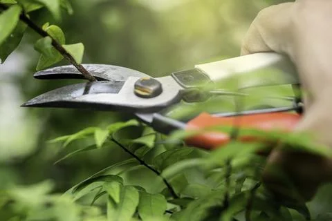 Asian gardener Pruning shears tree to cut branches on plant nature. Hobby p.. Stock Photos