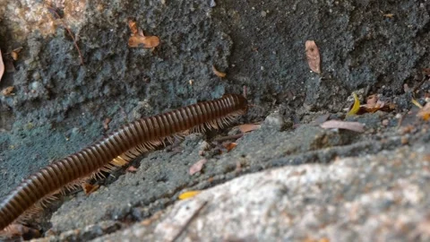 Asian Giant Millipede (Trigoniulus corallinus), a red-brown millipede Stock Footage 340628448