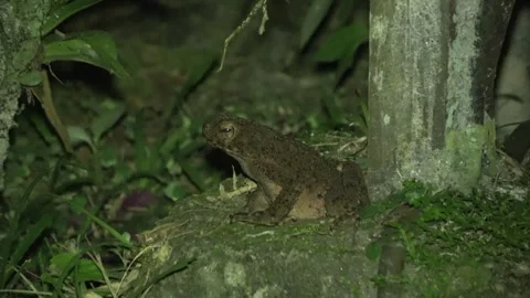 Asian Giant Toad, Malaysia Stockbeeldmateriaal 334948892