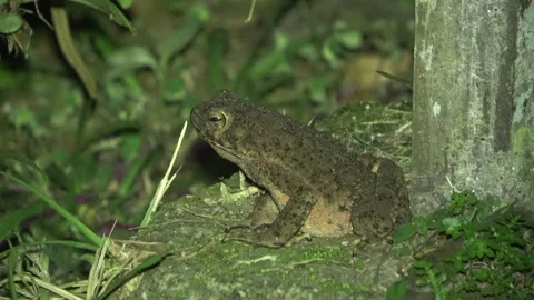 Asian Giant Toad, Malaysia Stockbeeldmateriaal 334948905