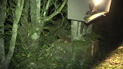 Asian Giant Toad, Malaysia Stock-Footage 334948919