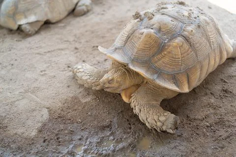 Asian giant turtle with hard shell eating food, vegetables isolated on sand.. Stock Photos