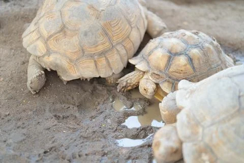 Asian giant turtle with hard shell eating food, vegetables isolated on sand.. Stock Photos