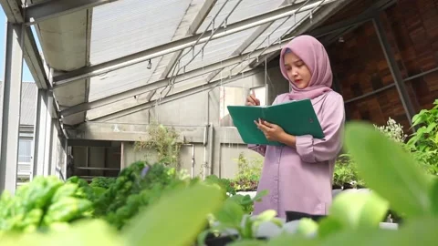 Asian girl records the development of hydroponic vegetables Stock Footage 136066974