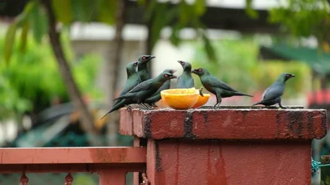 Asian gloss Starling Stock Footage 166801675