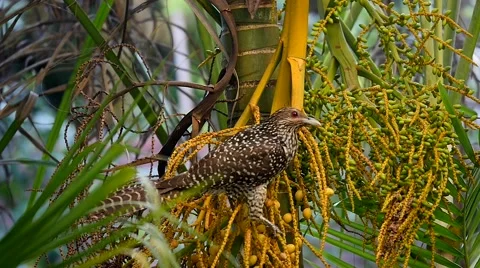 Asian Glossy Starling Stock-Footage 49225367