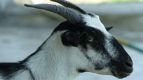 Asian goat Stock Footage 101492958