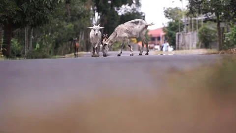 Asian goat Stock-Footage 101493649