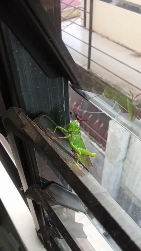 Asian grasshopper on a window frame Stock-Footage 341921182