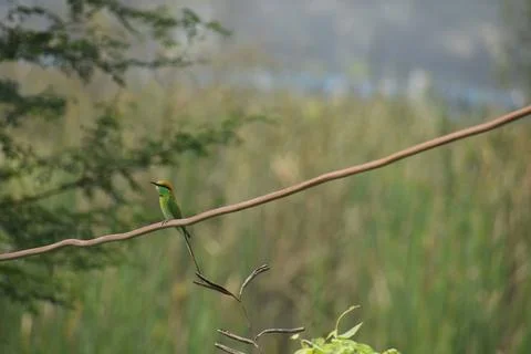 Asian green bee eatear Foto stock
