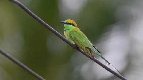 Asian Green Bee-Eater-4K Stock Footage 228363169
