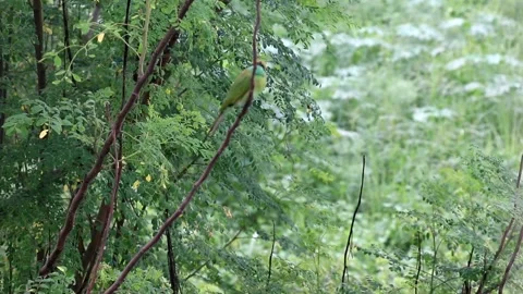Asian Green Bee-Eater Bird  Stock Footage 174542846