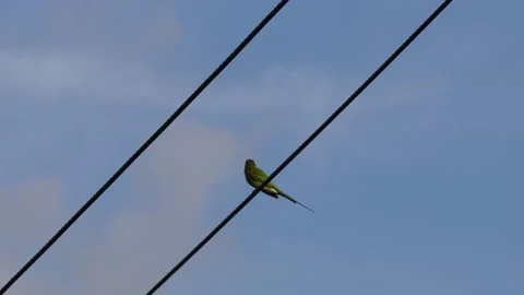 Asian Green Bee-eater bird Stock Footage 320000290