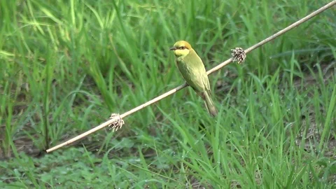 Asian Green Bee-eater, Cambodia Vídeos de archivo 121608532