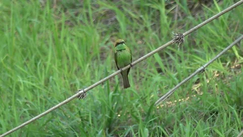 Asian Green Bee-eater, Cambodia Stock-Footage 121608557