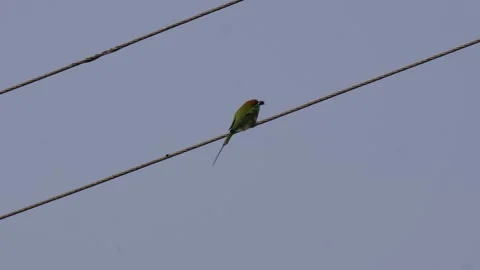Asian green bee-eater Video stock 326307402