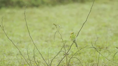 Asian green bee-eater (Merops orientalis), also known as little green bee-eater Stock Footage 170217384