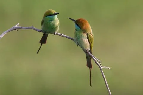 Asian green bee-eater (Merops orientalis) Stock Photos
