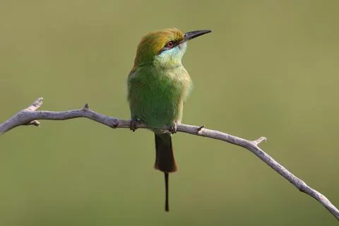 Asian green bee-eater (Merops orientalis) Stock Photos