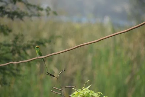 Asian green bee -eater Foto stock