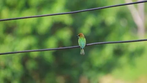 Asian Green Bee-Eater Taking Off From Power Line, Slow Motion Video stock 320093122
