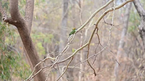 Asian Green Bee Eater on the tree branch. Maharashtra Bird in Wildlife Stock Footage 240411588