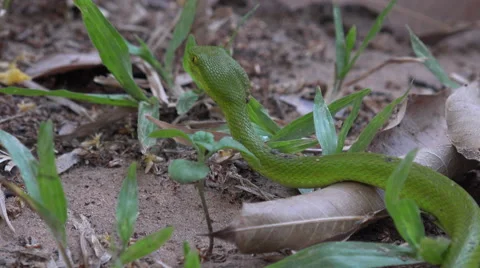 Asian green pit viper approaching a prey Stock Footage 62477151