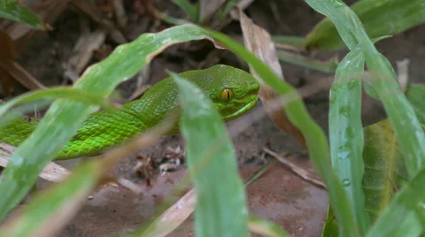 Asian green pit viper opening its mouth 스톡 동영상 62423652