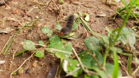Asian Gypsy Moth. Stock Footage 163050296