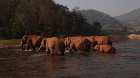 ASIAN HERD ELEPHANTS RIVER CROSSING TOURISTS Stock Footage 47861062