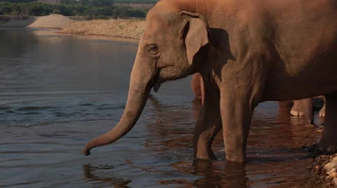 ASIAN HERD ELEPHANTS RIVER CROSSING TOURISTS Stock Footage 47861197