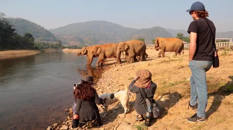 ASIAN HERD ELEPHANTS RIVER CROSSING TOURISTS Stock Footage 47861253