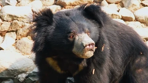 Asian Himalayan Black Bear Stock Footage 101003388