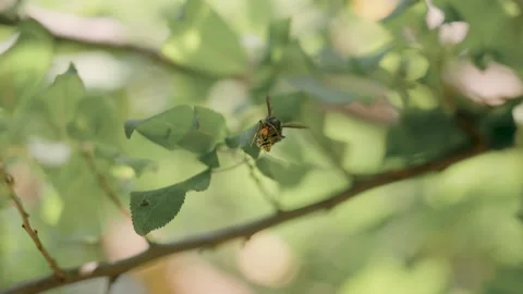 Asian hornet attacks and feeds on a wasp hidden among green leaves, capturing Stock Footage 345168231