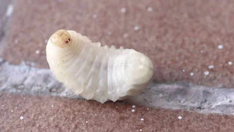 Asian hornet larvae moving on the ground Stock Footage