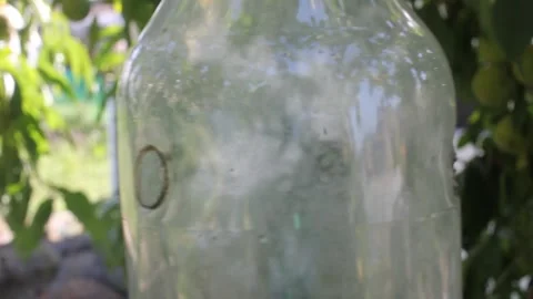 Asian Hornets Trapped Inside DIY Plastic Bottle Trap Stock Footage 345004979