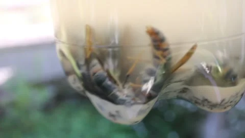 Asian Hornets Trapped in Plastic Bottle Homemade Liquid Trap Close Up Stock Footage 344772354