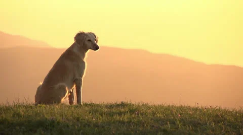 Asian Hound HD Video stock 23371552