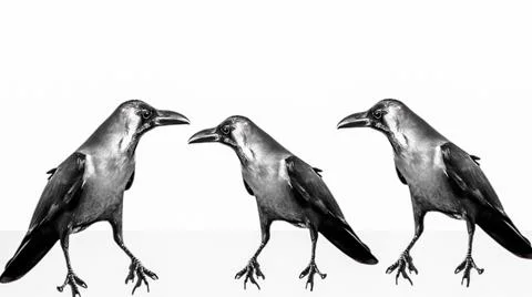 Asian House crow Stock Illustration