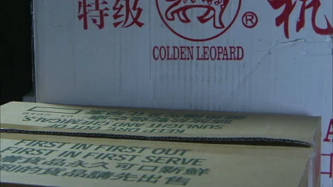 Asian House Gecko stowaways Stock Footage 131563853