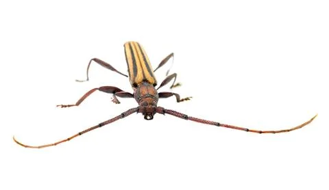 Asian insect Stock Photos