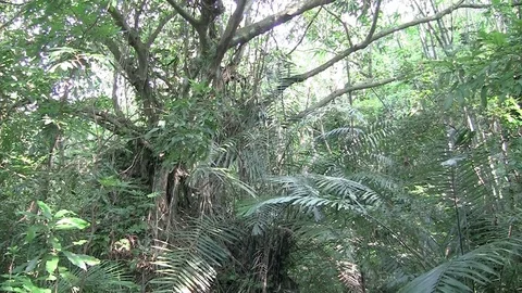 Asian jungle Stock Footage 69757867