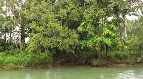 Asian jungle in the rain Stock Footage 43674427