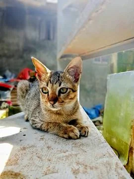 Asian kitten Foto stock