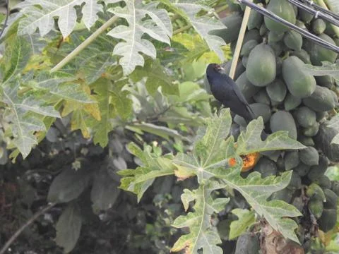 Asian koel also called as Eudynamys scolopaceus on papaya tree Stock Photos