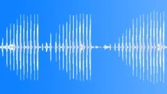Asian Koel Bird - Loop Sound Effect