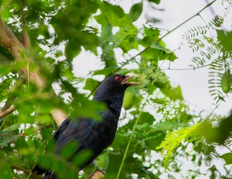 Asian koel (eudynamys scolopacea) Stock Photos